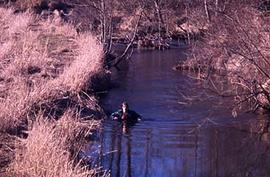 An individual wading in Salmon River on Trinity's campus