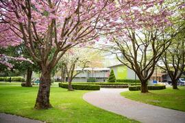 Scenic shot of campus landscaping