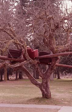 Tree with sofa chairs in its limbs on campus grounds.