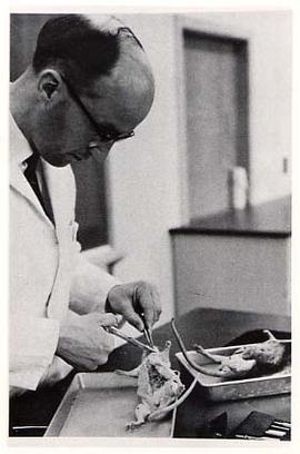 Instructor dissecting in a biology lab