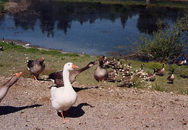 Flock of geese