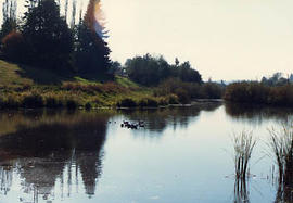 Geese on The Pond