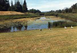 Geese at The Pond