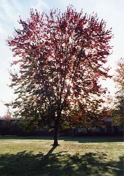 Campus Grounds