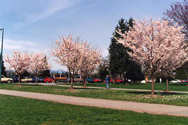 Cherry trees in bloom