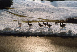 Geese in the snow