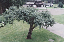 Apple Tree with graft